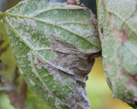 Lesions on young leaf in early season.